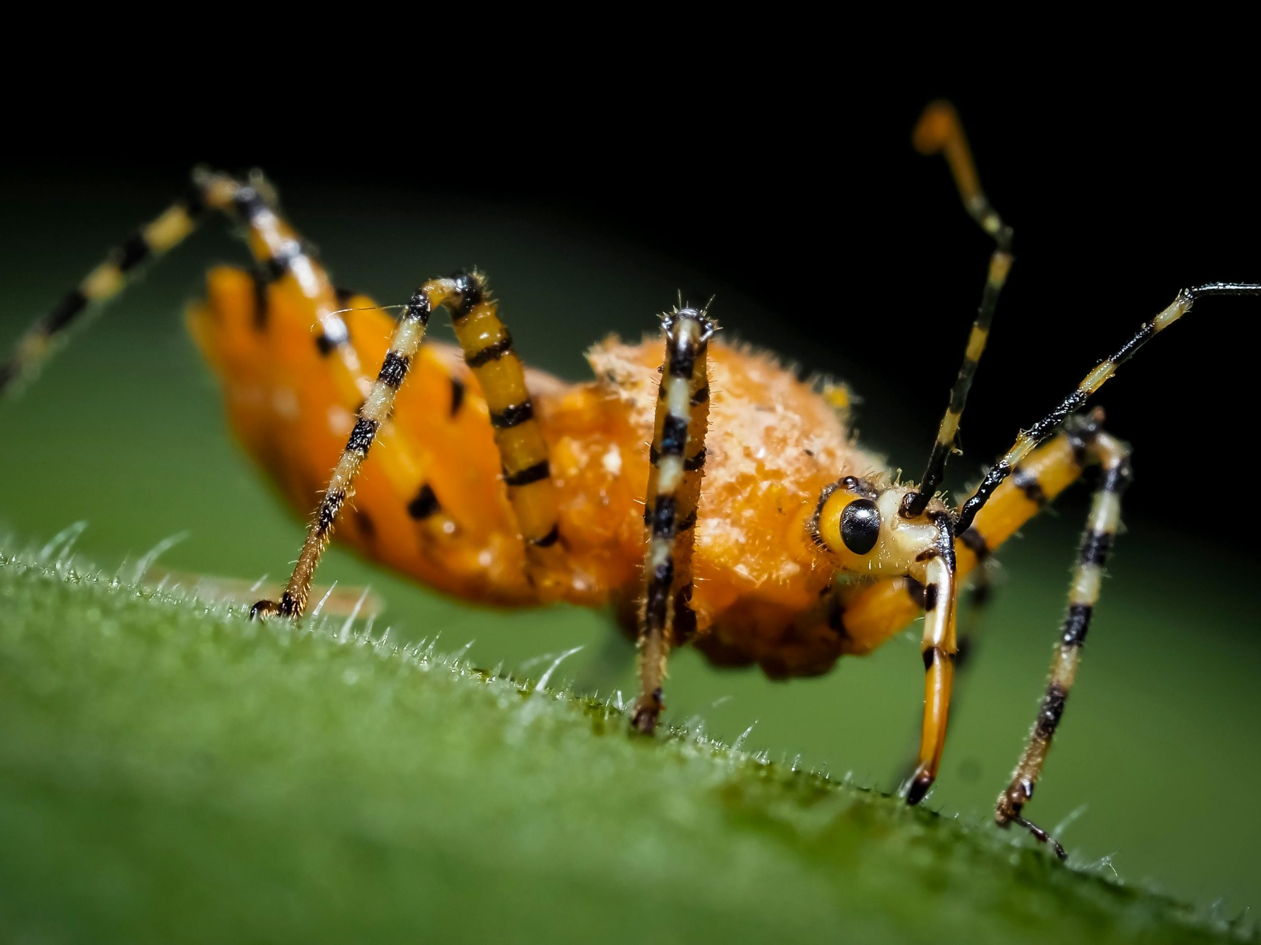 Lebanon Indiana Termite Exterminator Near Me